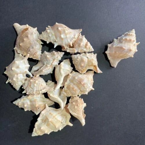 Sea Shells Large Net (1 Pouch)