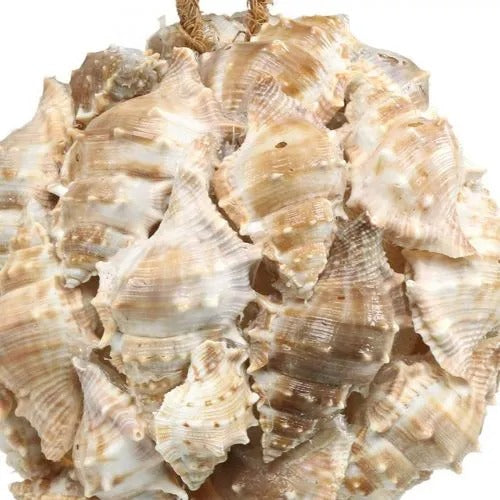 Sea Shells Large Net (1 Pouch)