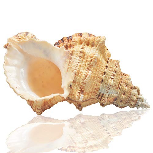 Sea Shells Large Net (1 Pouch)