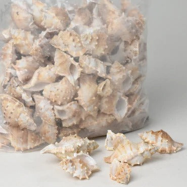 Sea Shells Large Net (1 Pouch)