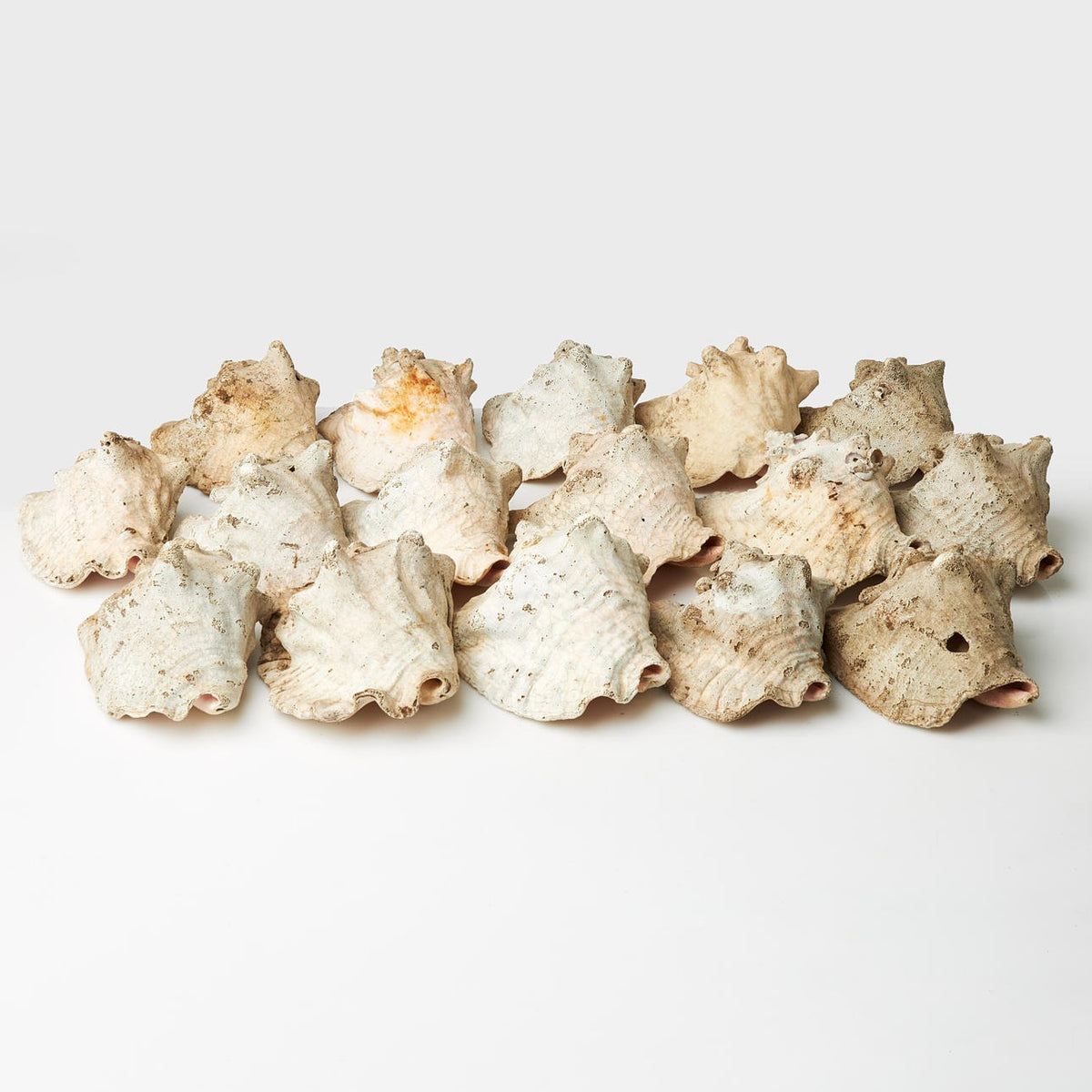 Sea Shells Large Net (1 Pouch)